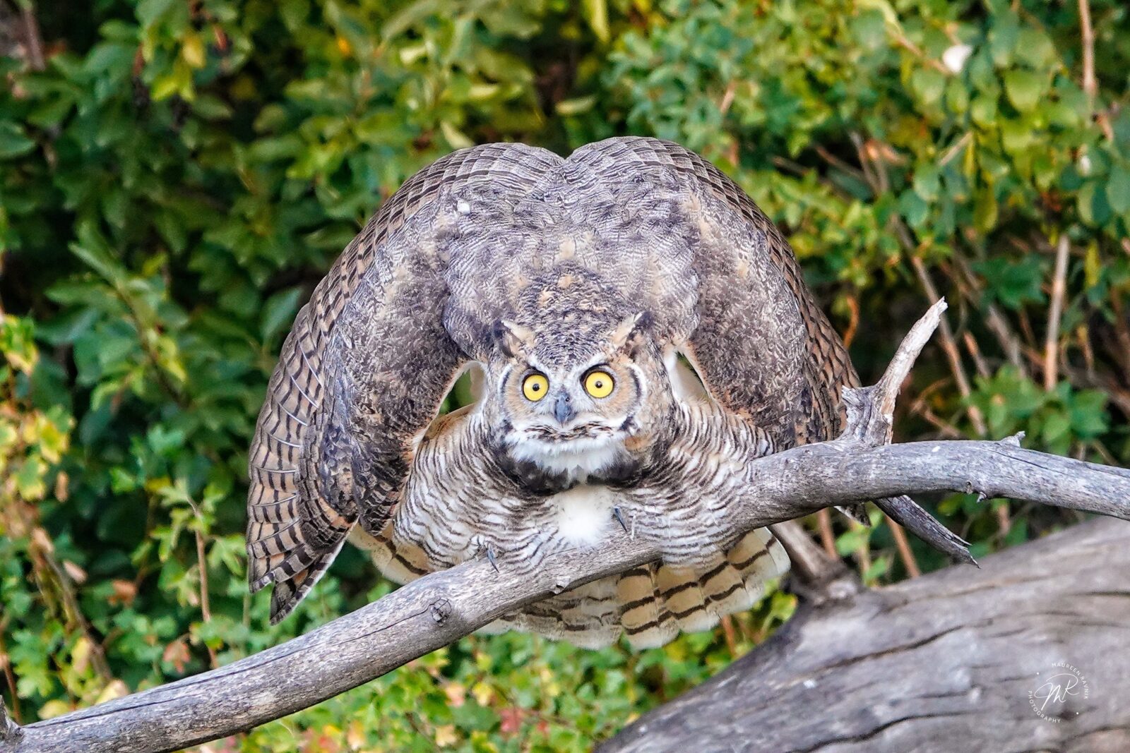 This owl, photographed at South Platte Park, exhibiting rarely seen defensive behavior. Photo by Maureen Ravnik