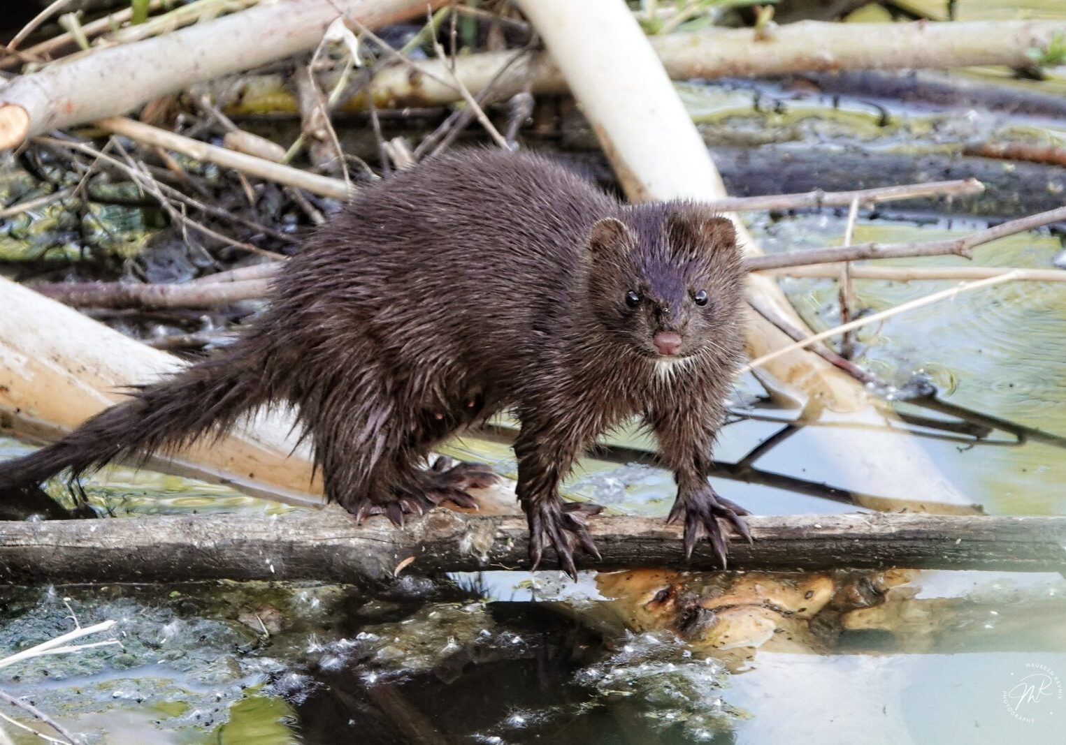 Rare sighting in 2022 of an American Mink in South Platte Park.
Photo by Maureen Ravnik